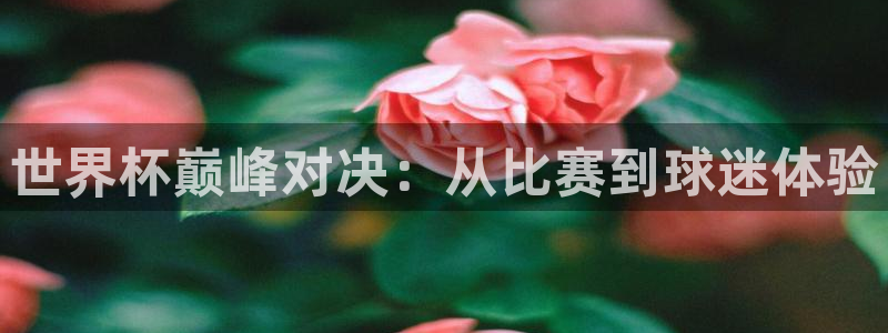 世界直播：世界杯巅峰对决：从比赛到球迷体验